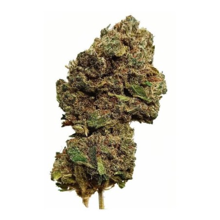 WHITE WIDOW Fleur CBD Hydro Française
