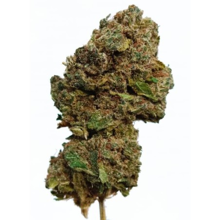 Fleur Cbd White Widow Hydro Francaise