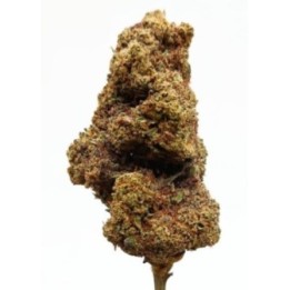 Amnesia cbd Fleur Hydro Suisse