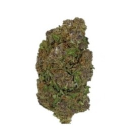 Tropical fleur de CBD greenhouse