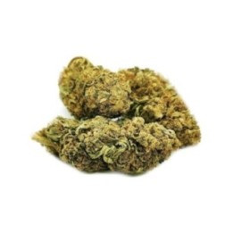GP CHEESE CBD Fleurs CBD Greenhouse