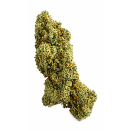 Amnesia Haze CBD hydroponique suisse – Fleurs compactes aux arômes citronnés
