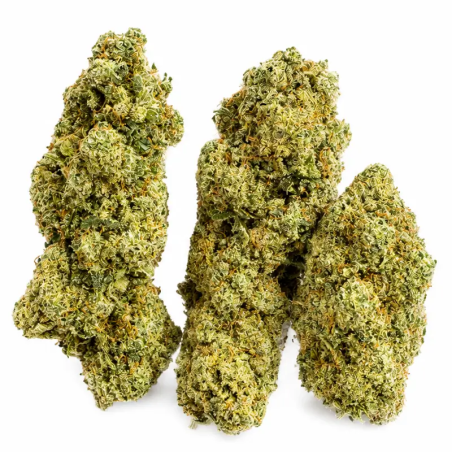 Amnesia Haze CBD – Buds denses, trichomes givrés et notes épicées