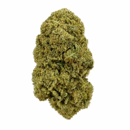 Gelato CBD hydroponique suisse – Fleurs CALI premium aux arômes crémeux et boisés
