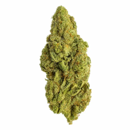 GP Cheese CBD glasshouse suisse – Fleurs crémeuses et terreuses