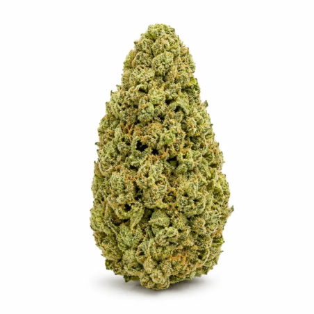 GP Cheese CBD – Buds compacts, trichomes visibles et arômes cheese