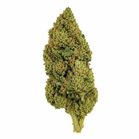 Wedding Cake CBD Hydroponique Suisse – HQ x CT – Fleur premium