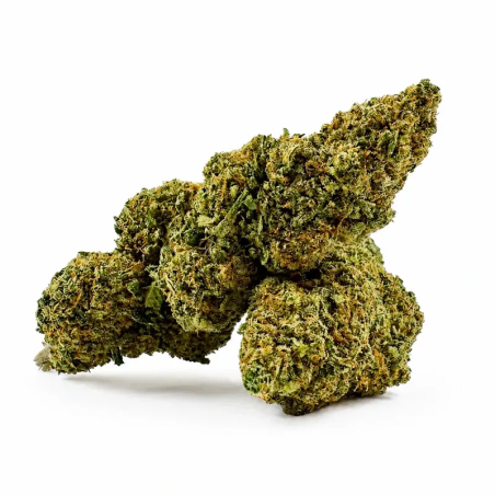 Fleur CBD Wedding Cake Hydro – Trichomes denses – Suisse