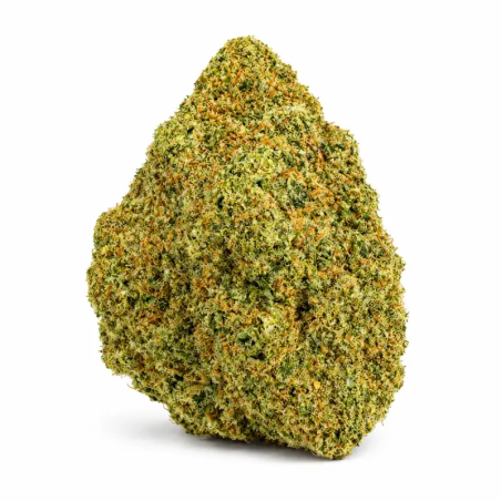 Rainbow x GP3 CBD Hydroponique Suisse – Cali – Fleur premium