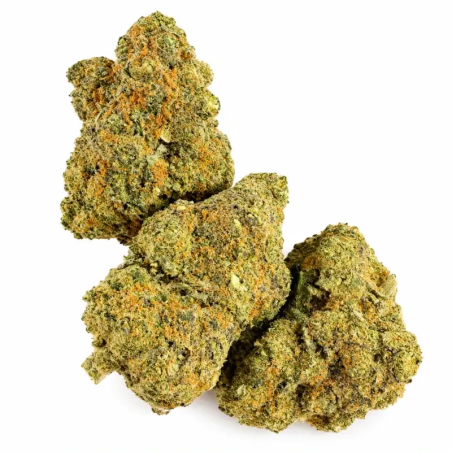 Fleur CBD Maui Hydro – Trichomes denses – Suisse