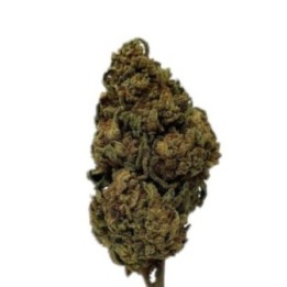 OG KUSH Fleurs CBD Hybride USA