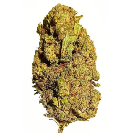 Gelato CBD Fleur Hydro Suisse