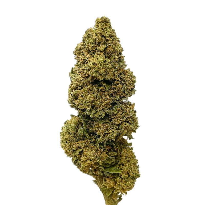 Gorilla glue fleur de cbd indoor Gorilla glue fleur de cbd indoor