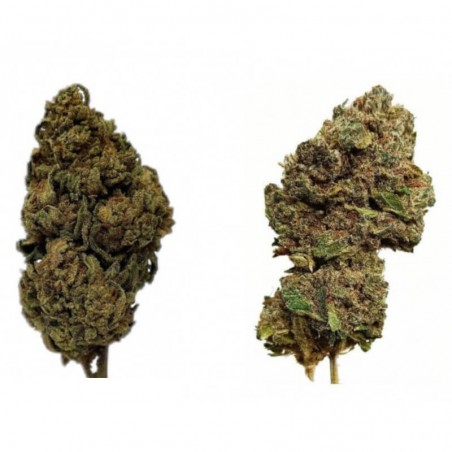 Pack fleurs CBD Hydro OG Kush 5g et White Widow 5g Pack fleurs CBD Hydro OG Kush 5g et White Widow 5g