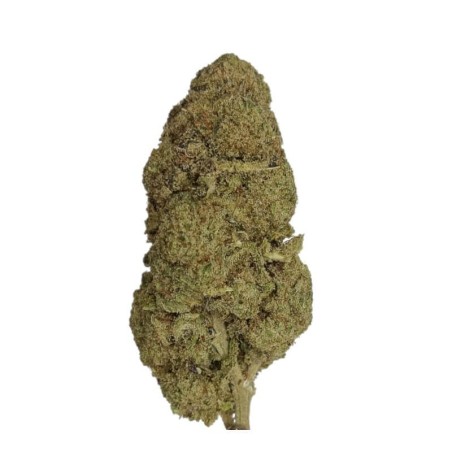 Fleur CBD White Shark cultivée en hydroponie en Suisse - La Caverne du CBD