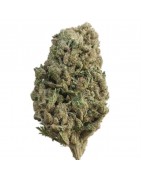 Fleurs de CBD Bio & Premium – Livraison 48h France | La Caverne du CBD